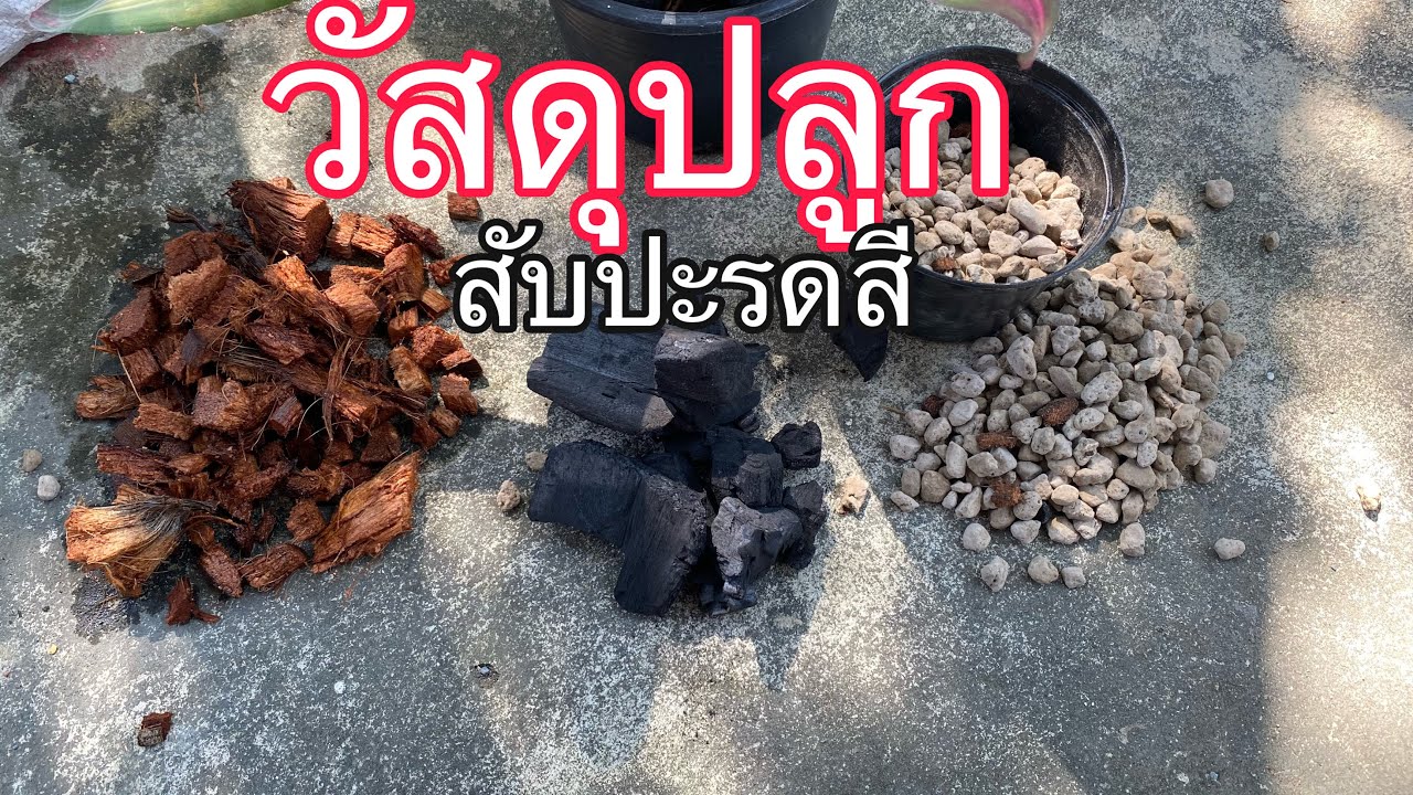 32#วัสดุปลูกสับปะรดสี หินภูเขาไฟ#สับปะรดสี#วัสดุปลูกต้นไม้