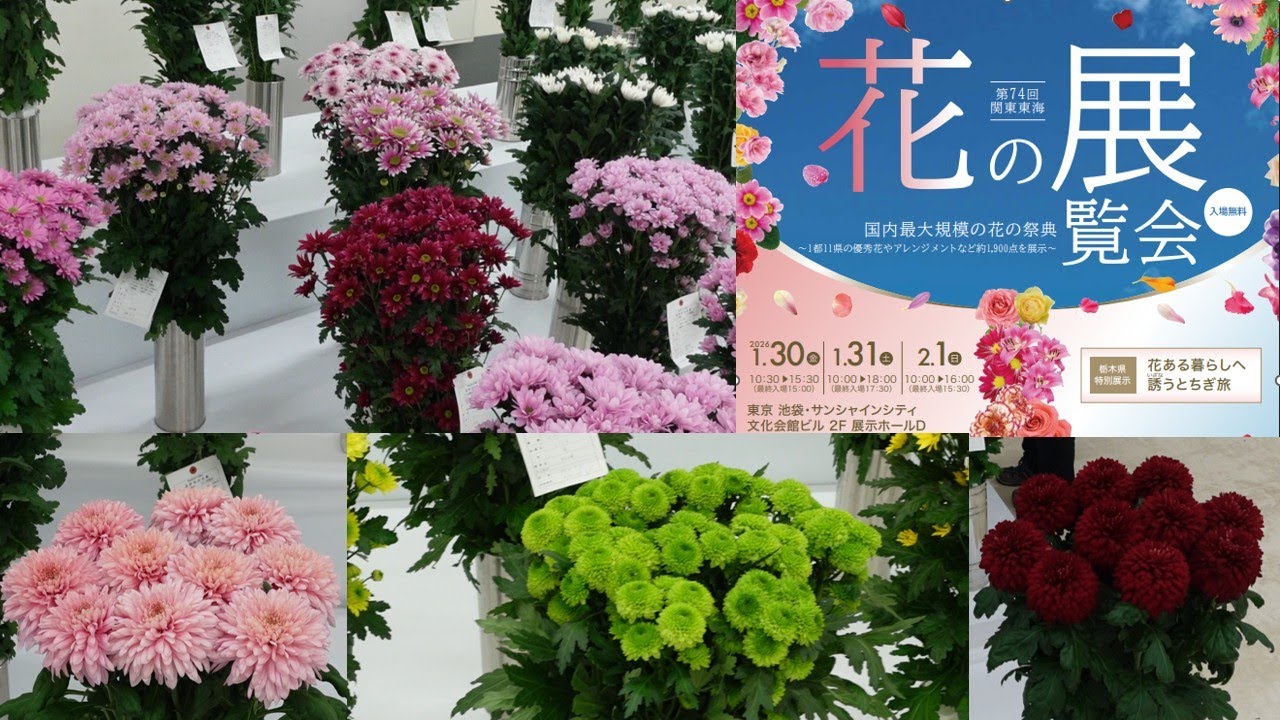 《花の品評会　菊》関東東海地域の1都11県と花き関係5団体が主催する日本で最大規模の花の展覧会　『第74回関東東海花の展覧会』【Flower Vlog316】