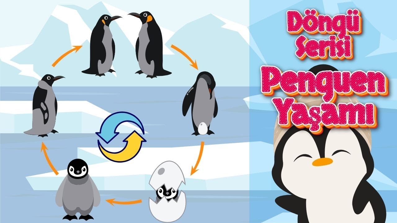Penguen Yaşam Döngüsü - Kuş- Çocuklar İçin Hikaye- Penguen Yaşam Döngüsü