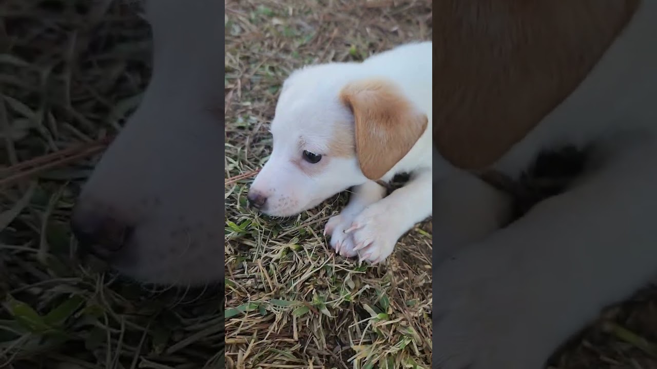 Puppy Time #share #shorts #viral #dogs #puppy #funnydogs #youtubeshorts #pets #puppyvideos #fyp 