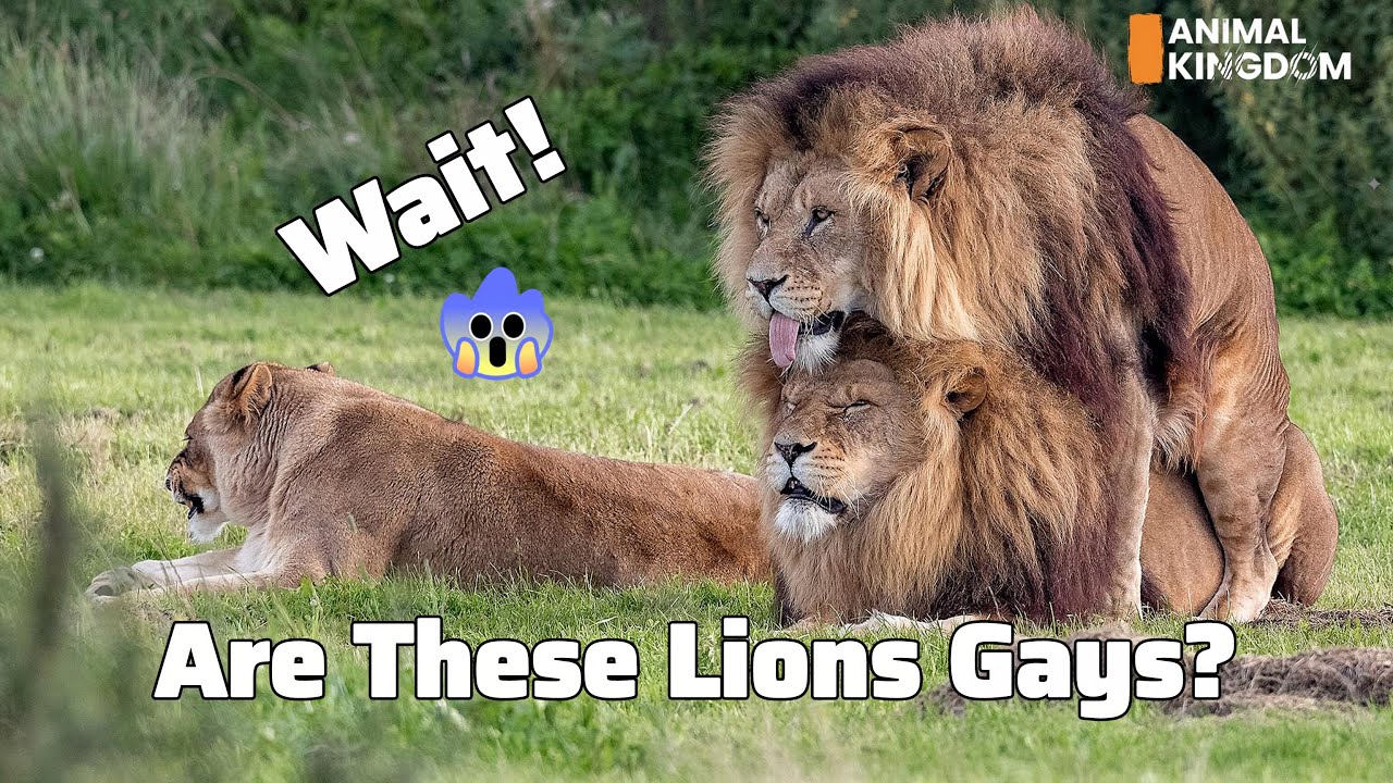 Gay Lions of Kenya: Wild Love in the Savannah
