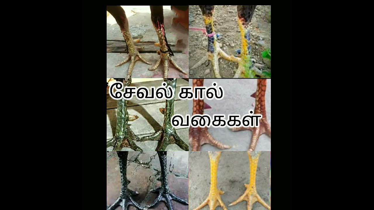 Seval kaal vagaigal, #சேவல் கால் வகைகள்