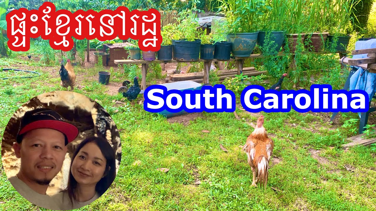 ដំណាំ មាន់ទា ខ្មែរនៅ South Carolina 