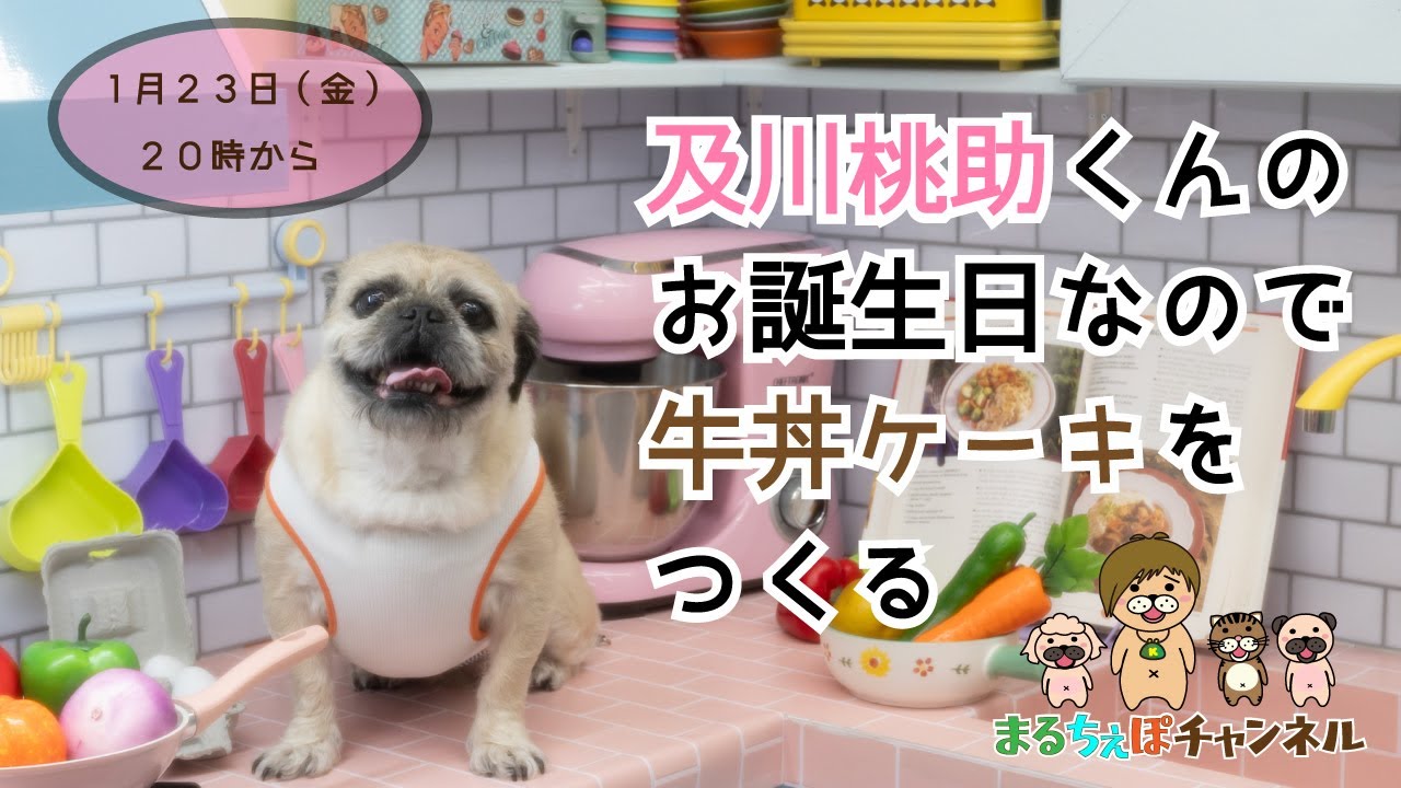 桃ちゃんの誕生日に牛丼をデコる配信【まるちぇぽ🏠】