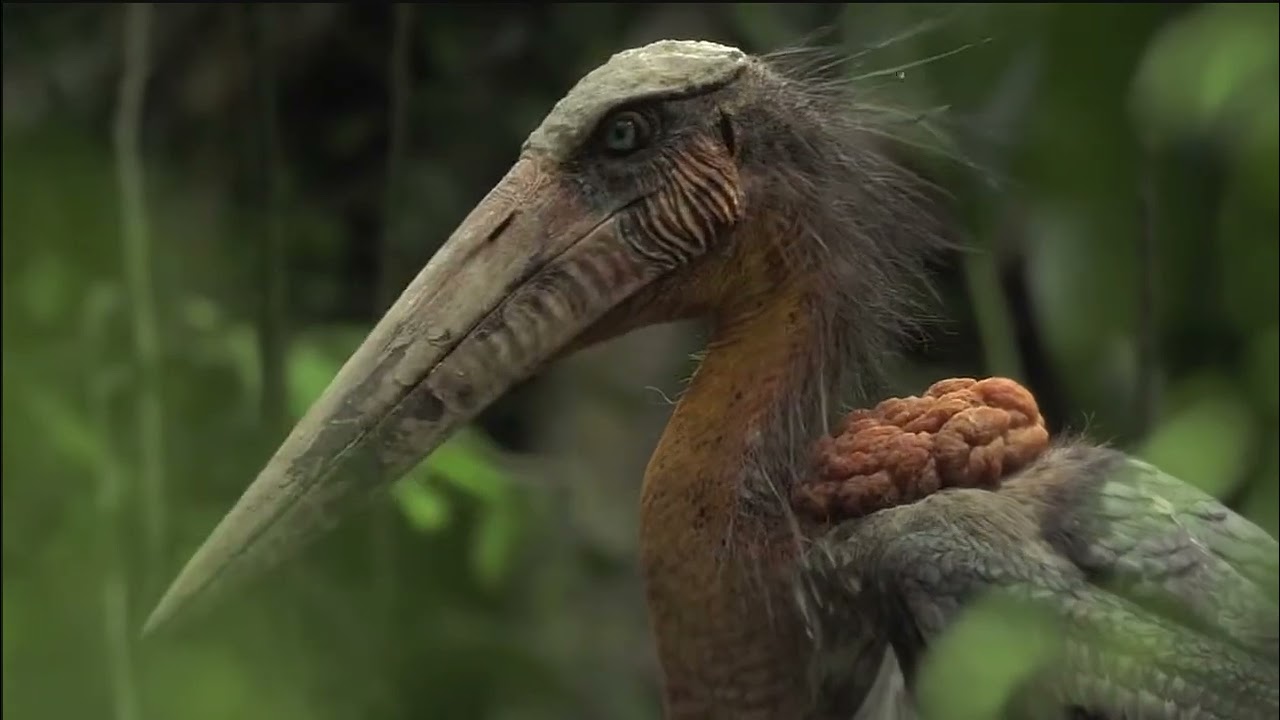 Dwarf Stegodon Hunted By Stork | Prehistoric Planet: Ice Age | OFFICIAL CLIP