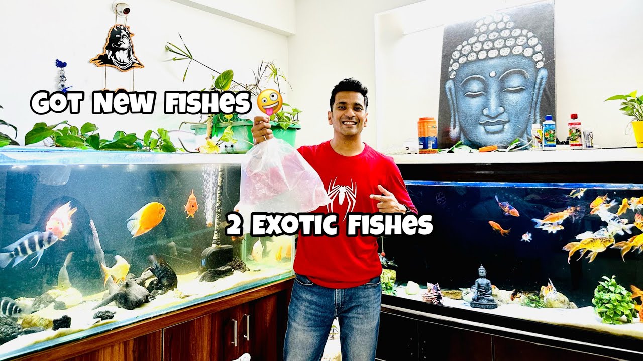 *Got 2 new exotic Fishes * Indian Aqua Boy03 vlog 