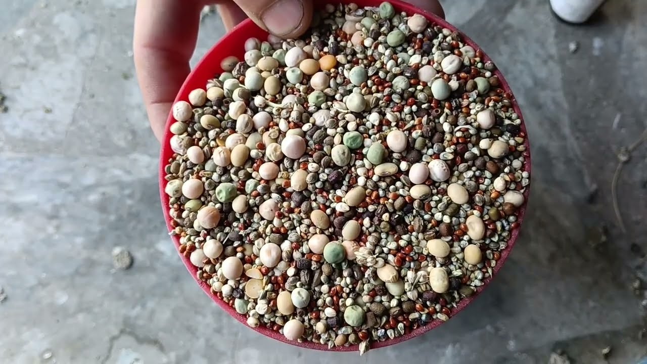 Speed formula for pigeon omega3,, multivitamin @UmarsaeedAfridi-o6r #pigeon #viralvideo  