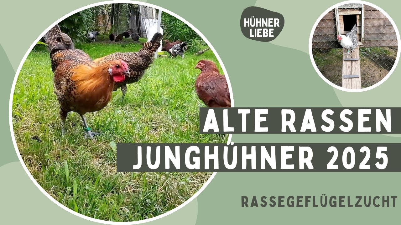 Junghühner 2025 - Rassegeflügel