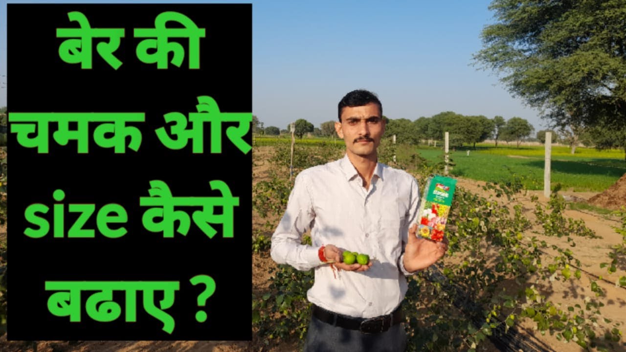 apple ber की चमक ओर size कैसे बढ़ाए #growth improve #apple ber growth #iffco#सागरिक#सिद्दरस#