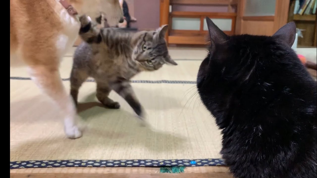 犬と猫のぶつかり稽古を特等席で観戦する猫 Dog VS Cat Wrestling