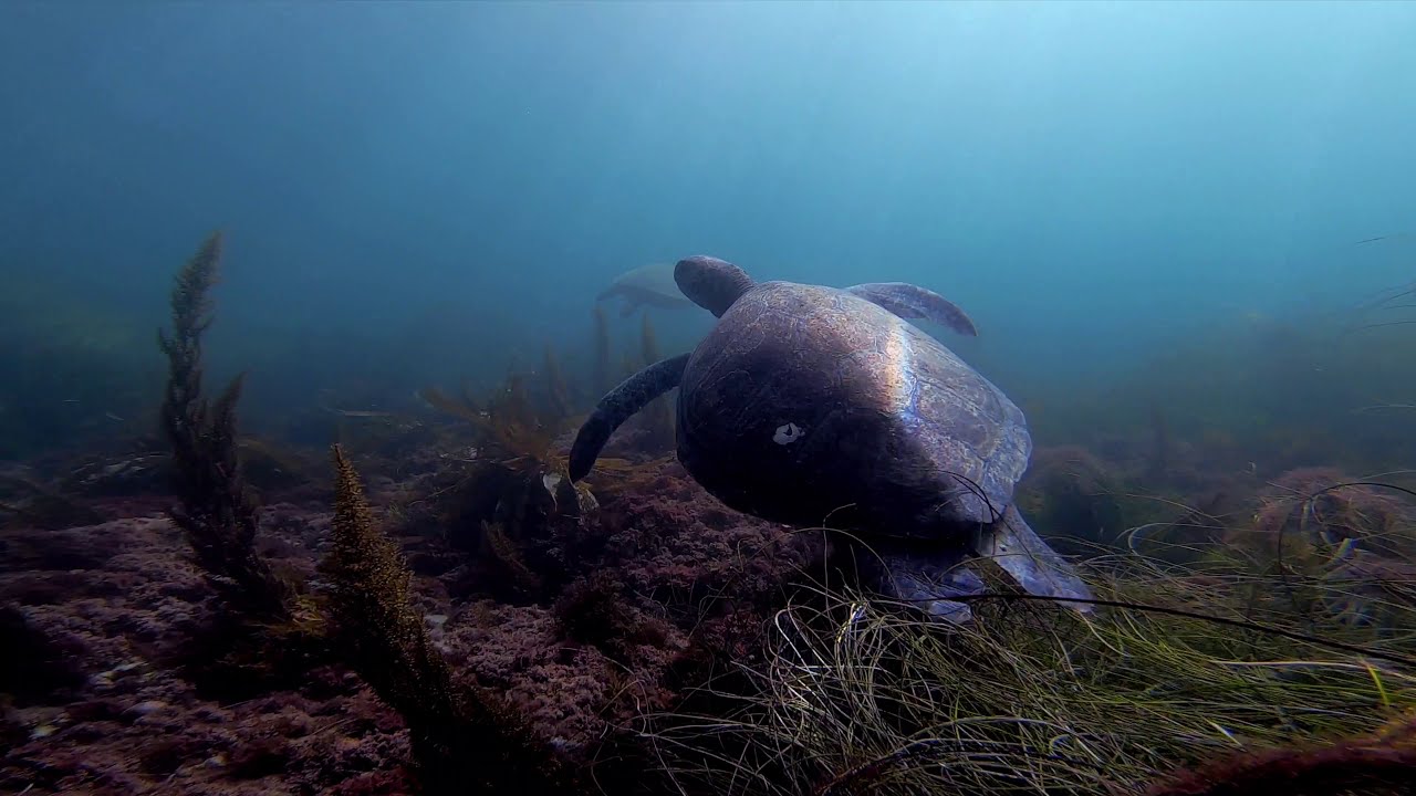 La Jolla San Diego Snorkeling | Sea Turtles & Leopard Sharks
