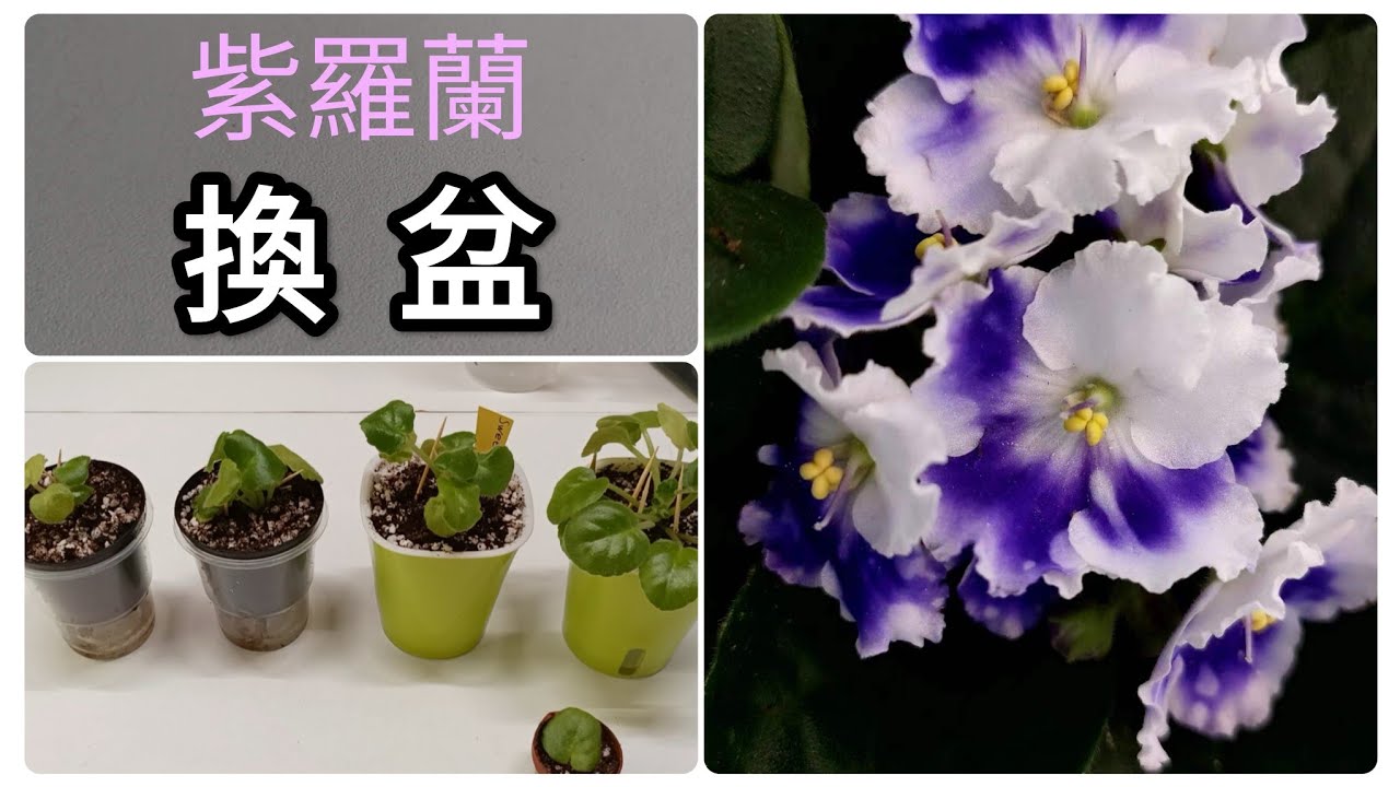 苦苣科非洲紫羅蘭換盆，賺到啦，2盆變4盆，非洲紫羅蘭換盆(跳盆)過程分享3/9/2024