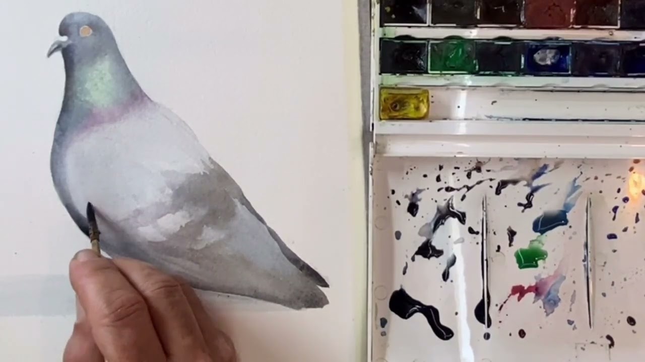 pigeon watercolor