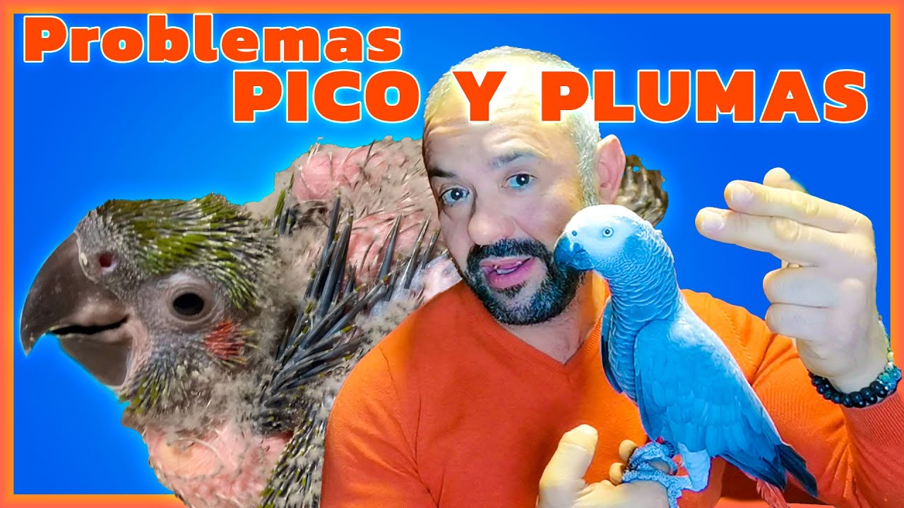 ⚠PROBLEMA PICO Y PLUMAS . 🦜CONSULTA LOROS🦜