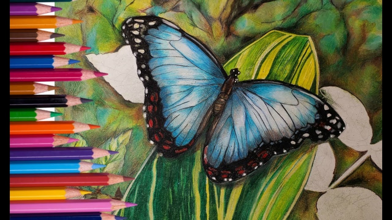 Colored Pencil Butterflies With Detail and Dimension