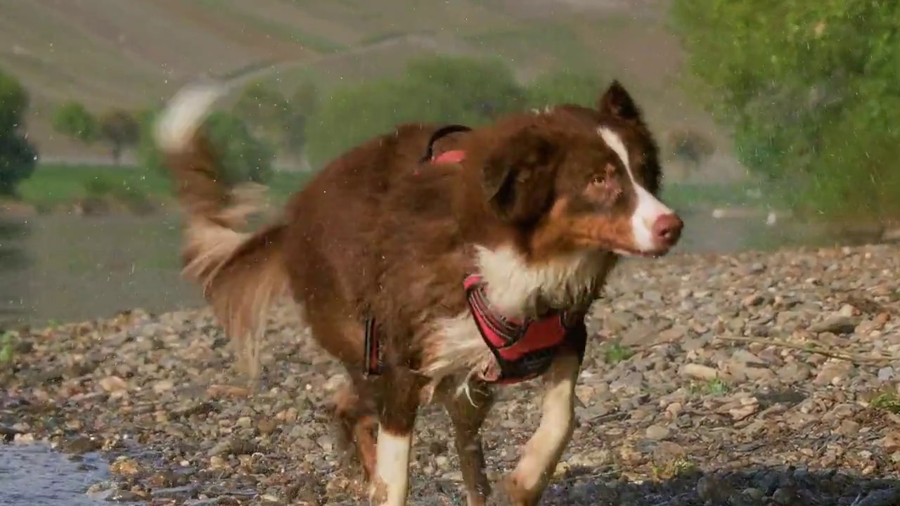 Dogs Creek , accessoires outdoor pour chien