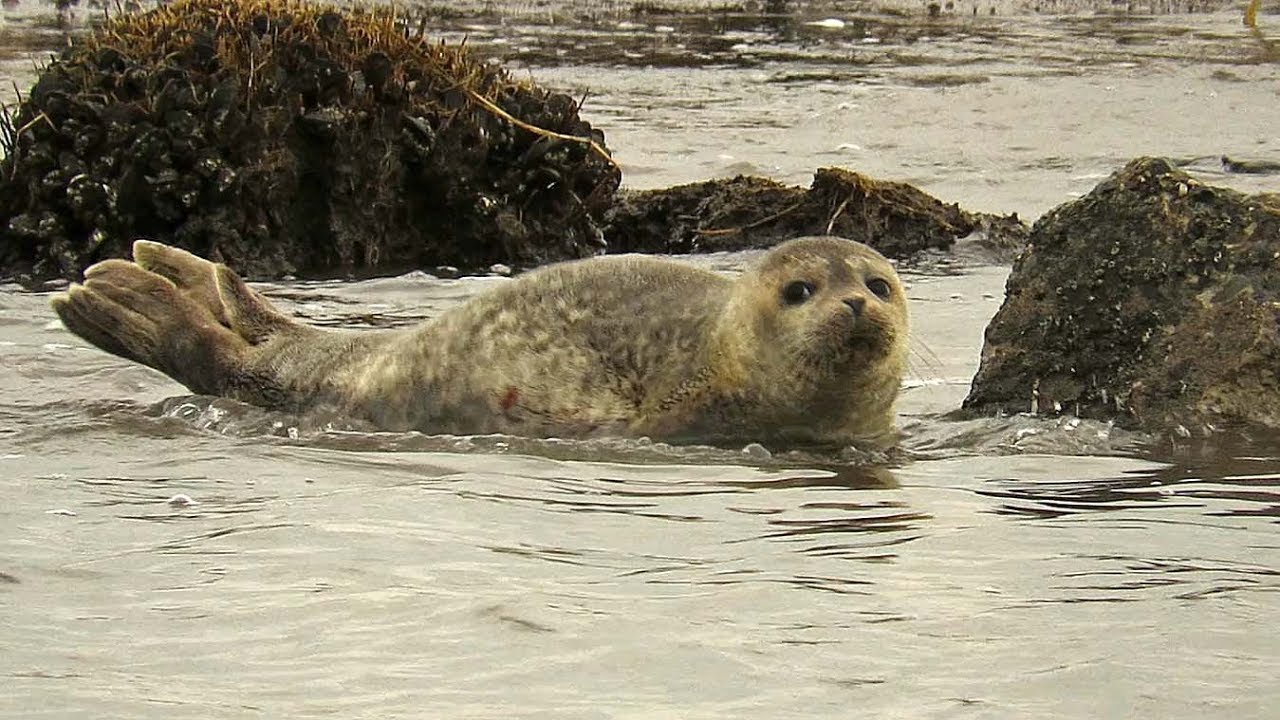 Harbor Seals, Part 2: Feb. 6 and 15, 2018