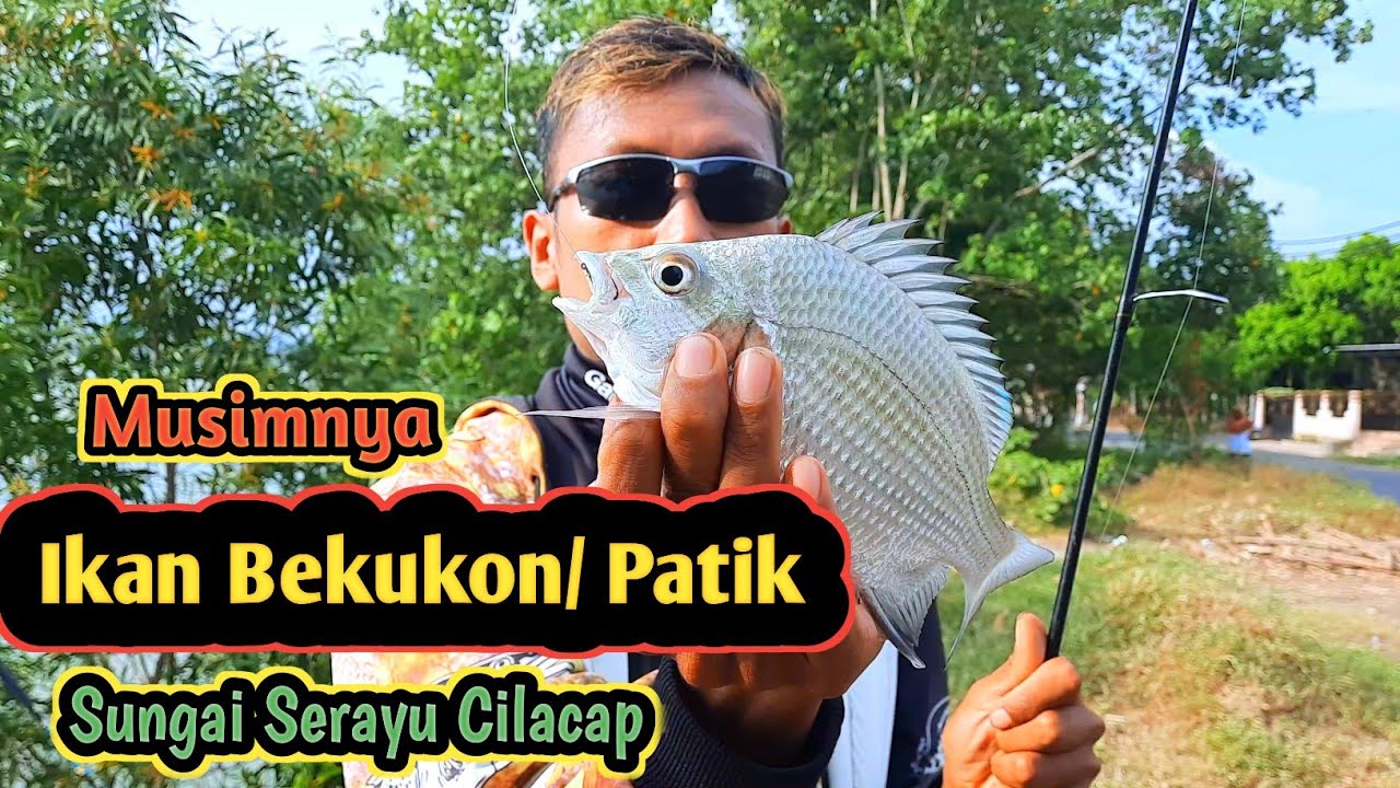 Mancing bekukon serayu umpan cacing laut