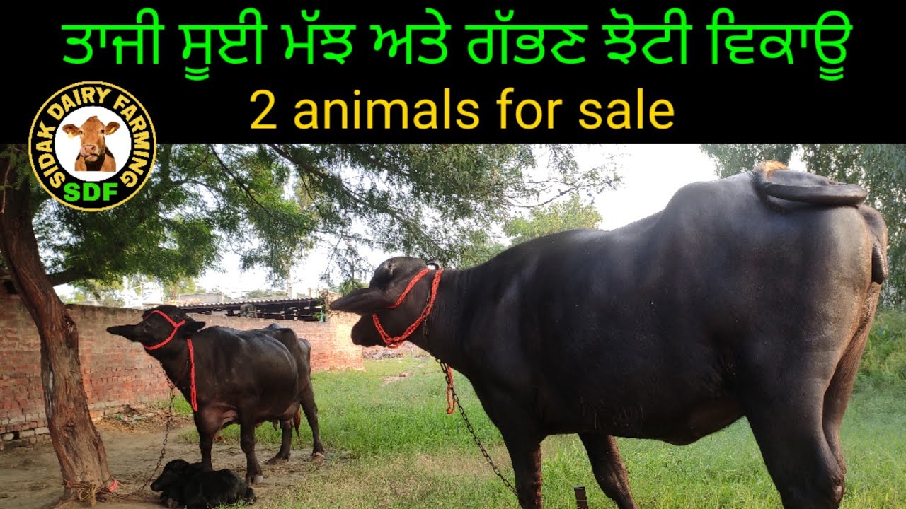 Two buffaloes for sale, 1 ਝੋਟੀ ਅਤੇ 1 ਤਾਜੀ ਸੂਈ ਮੱਝ ਵਿਕਾਊ Date 08-09-2020