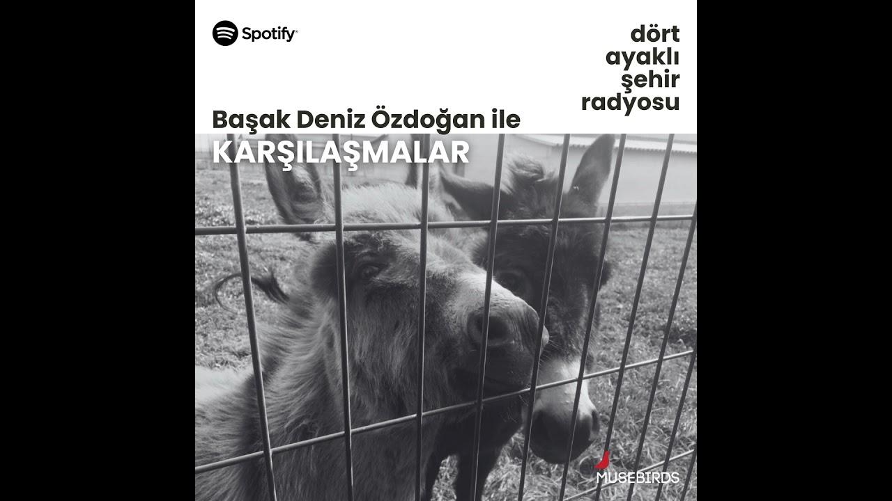 Karşılaşmalar - Başak Deniz &Ouml;zdoğan | Panter Emel ve Efendisizler