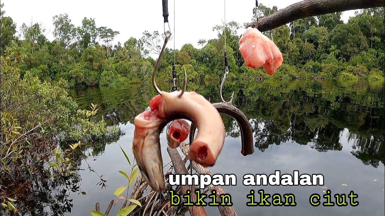 WASPADALAH..!! Umpan andalan mancing toman besar di spot jembatan durhaka