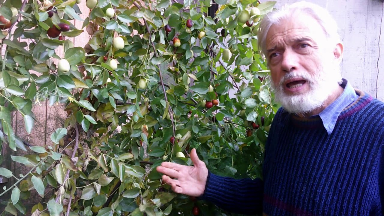 Jujube - an unusual garden delight