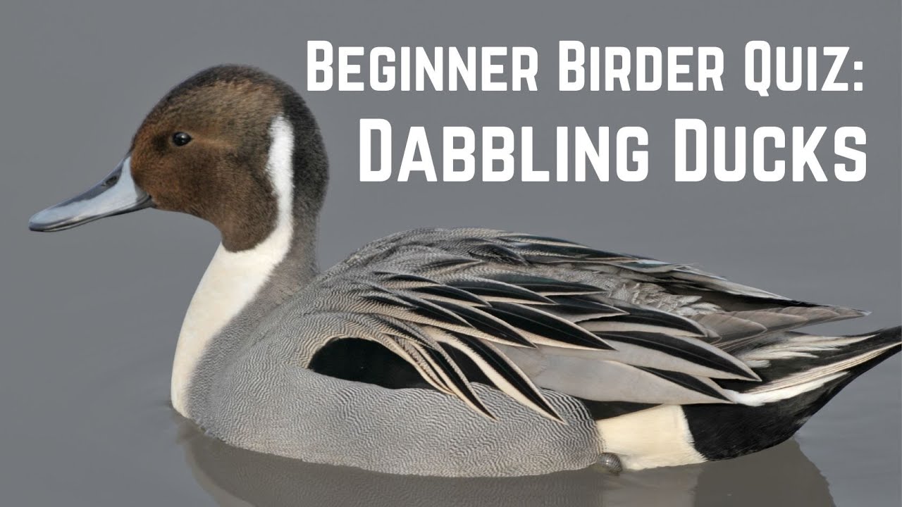 Beginner Birder Quiz: Dabbling Ducks