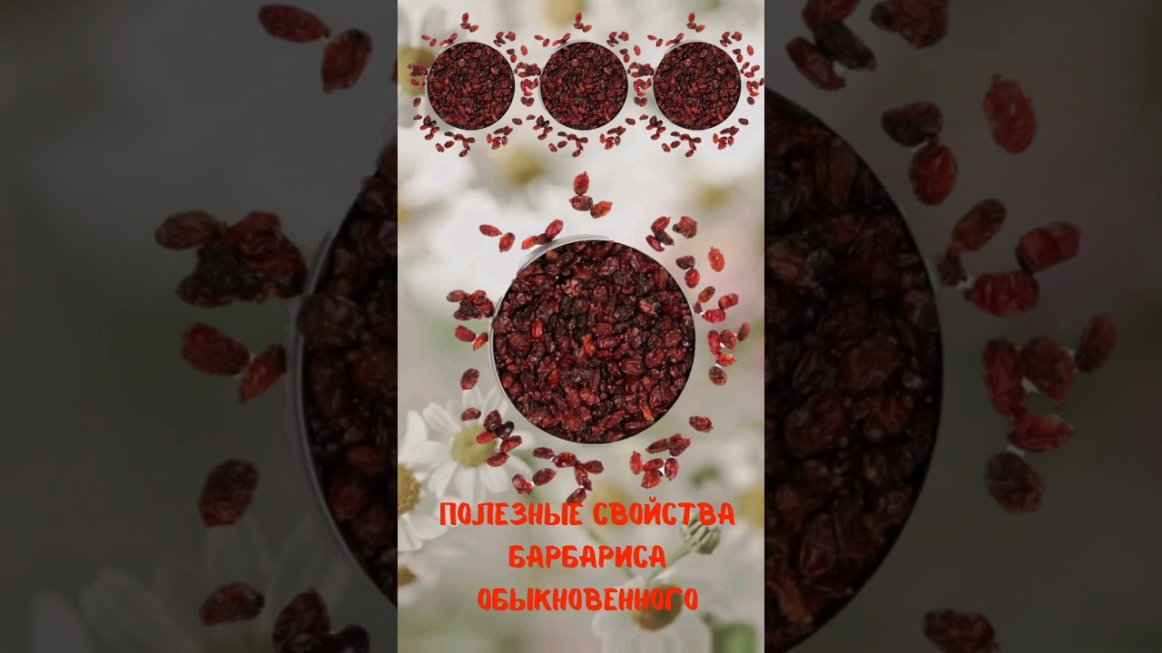 Полезные свойства Барбариса обыкновенного #польза #Барбарис