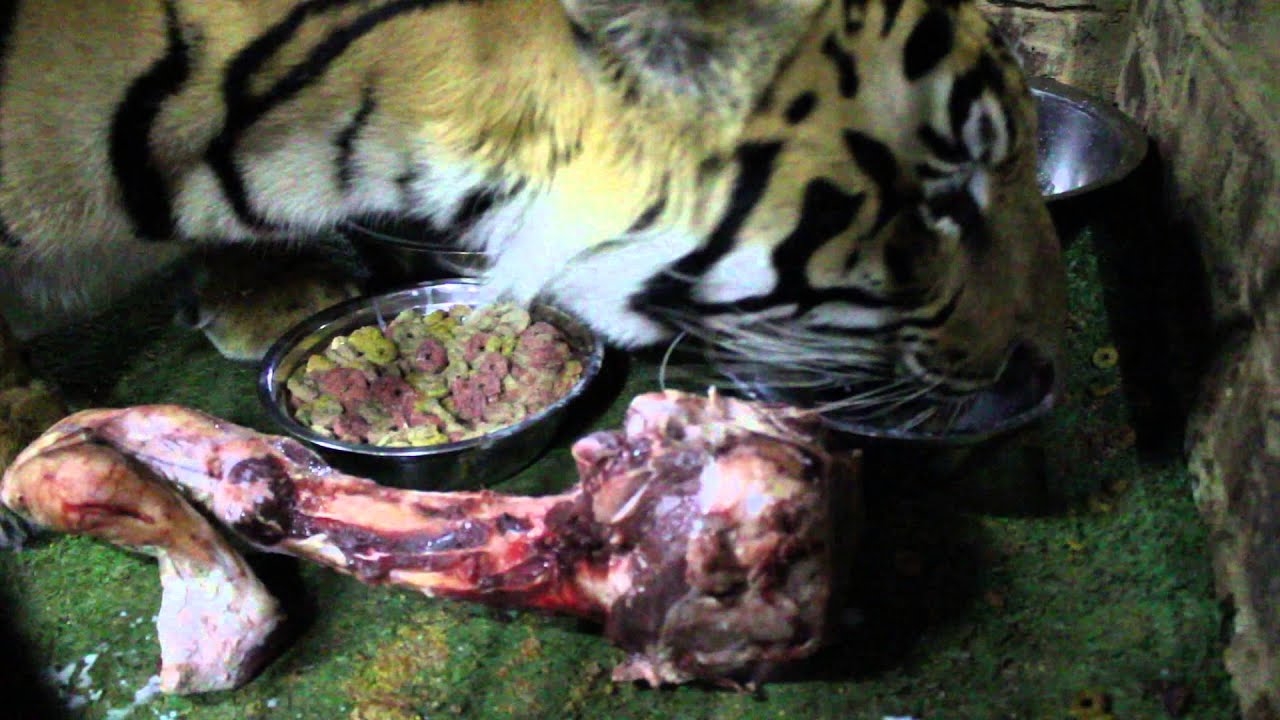 Tiger excited about his surprise treat!