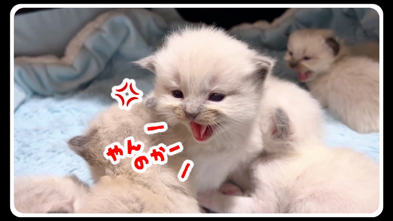 【7つ子生後22日目・猫ミーム】世界で最も獰猛な子猫にめちゃめちゃ威嚇されました(笑)【生まれて初めて威嚇する赤ちゃん子猫】【子猫物語】  #猫 #威嚇 #子猫 #やんのかステップ #猫ミーム