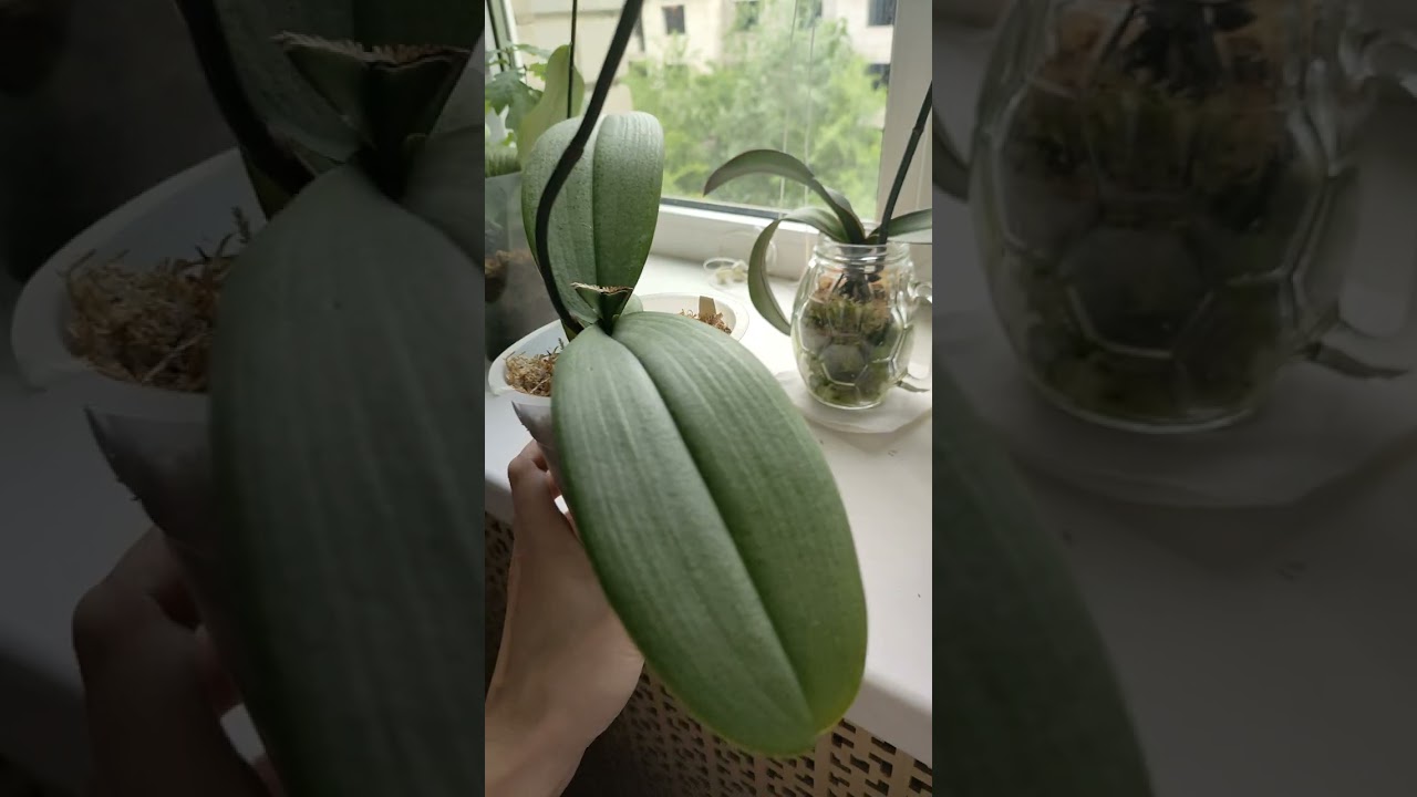 Орхидеи цветущие и не цветущие дома🌼👍