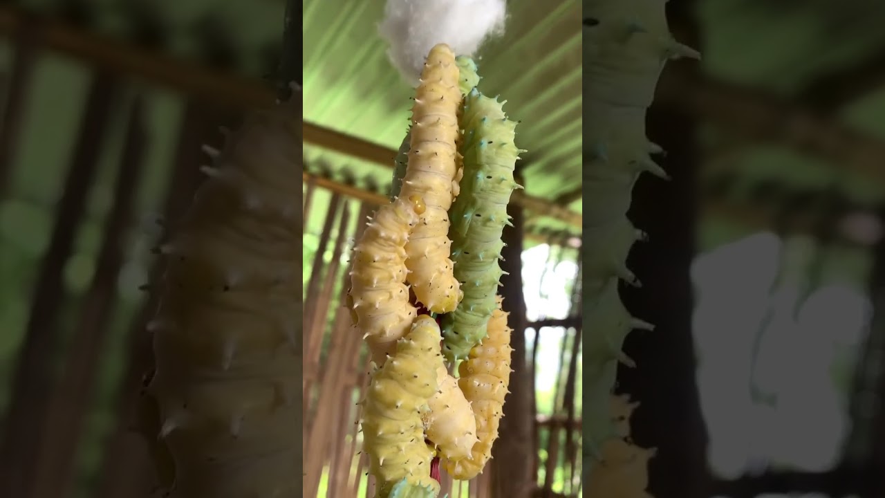 Eri Silk Worm 🐛 #erisilk