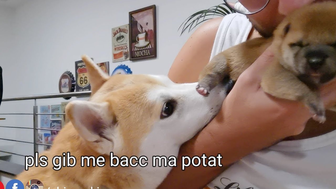 Hooman am Bery Concerned. Gibbit bacc