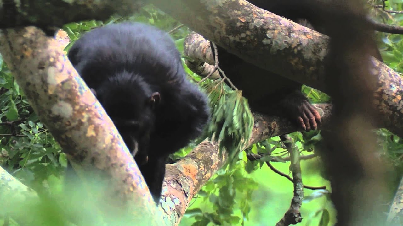 Ugalla Primate Project - Savanna chimpanzee research and conservation