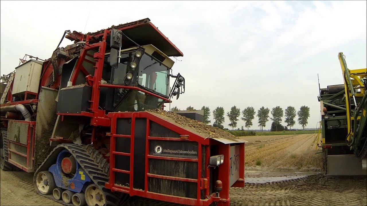 Malipaard Bloembollen BV 2013