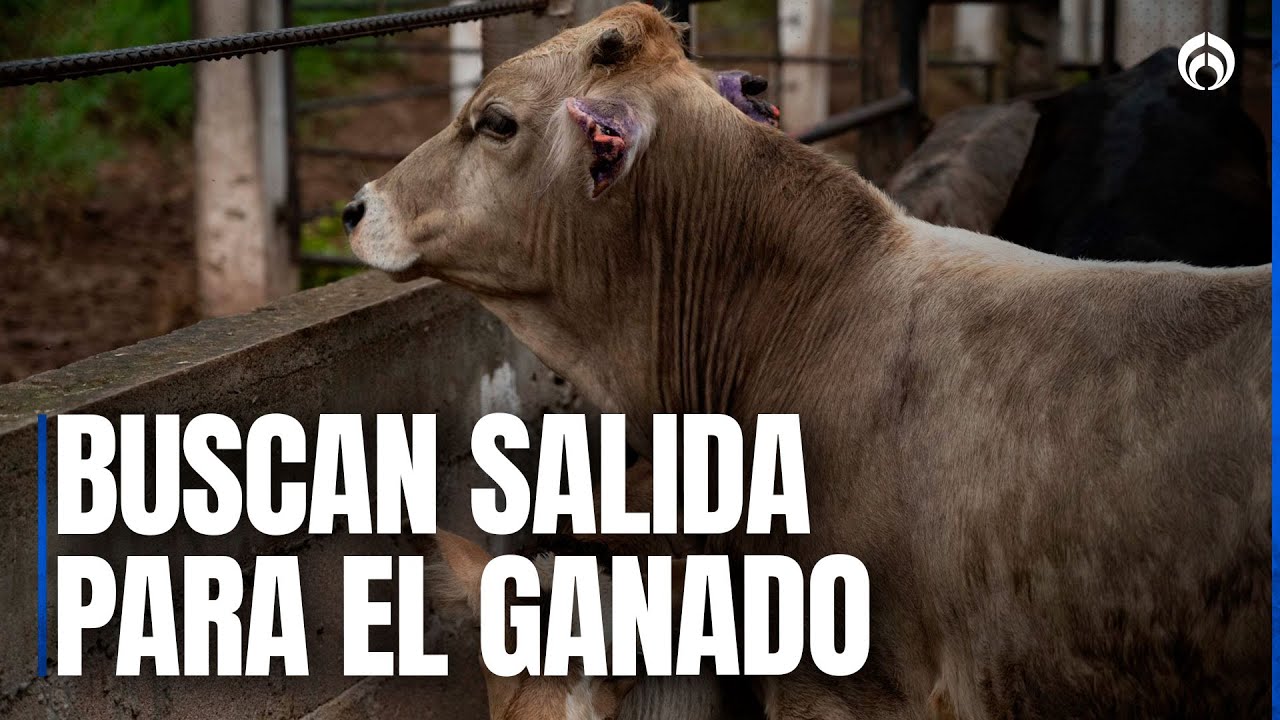 No hay necesidad de traer ganado de Centroamérica: Álvaro Bustillos, Unión Ganadera Chihuahua