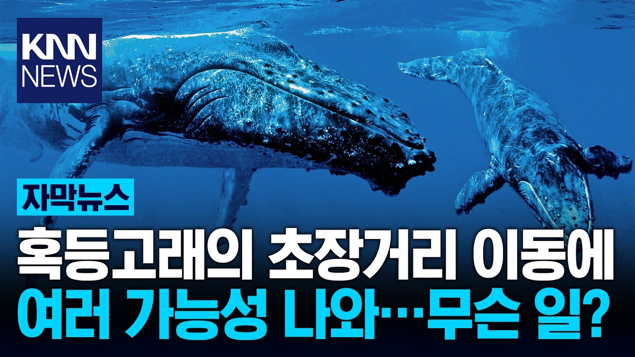 혹등고래, 1만 3,000km 이동해 태평양서 인도양까지 '깜짝' / KNN