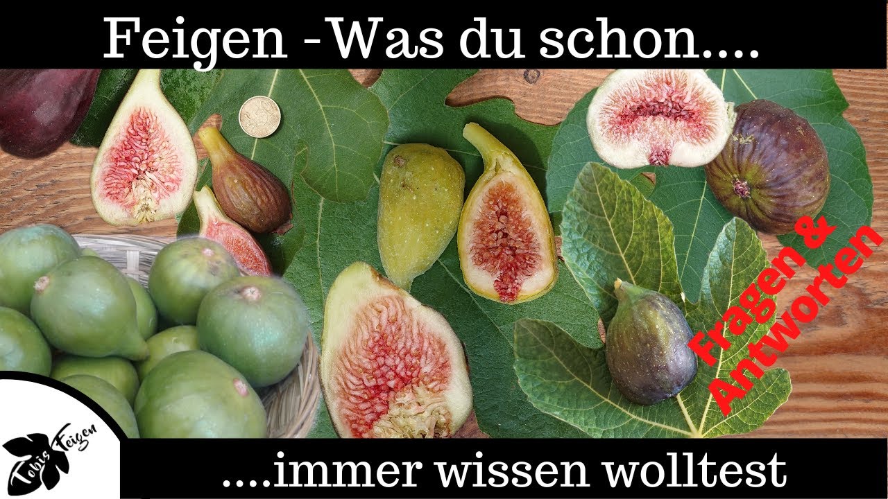 Feigen | Anbauen, Reife erkennen, Vermehren, Pflege | Fragen und Antworten