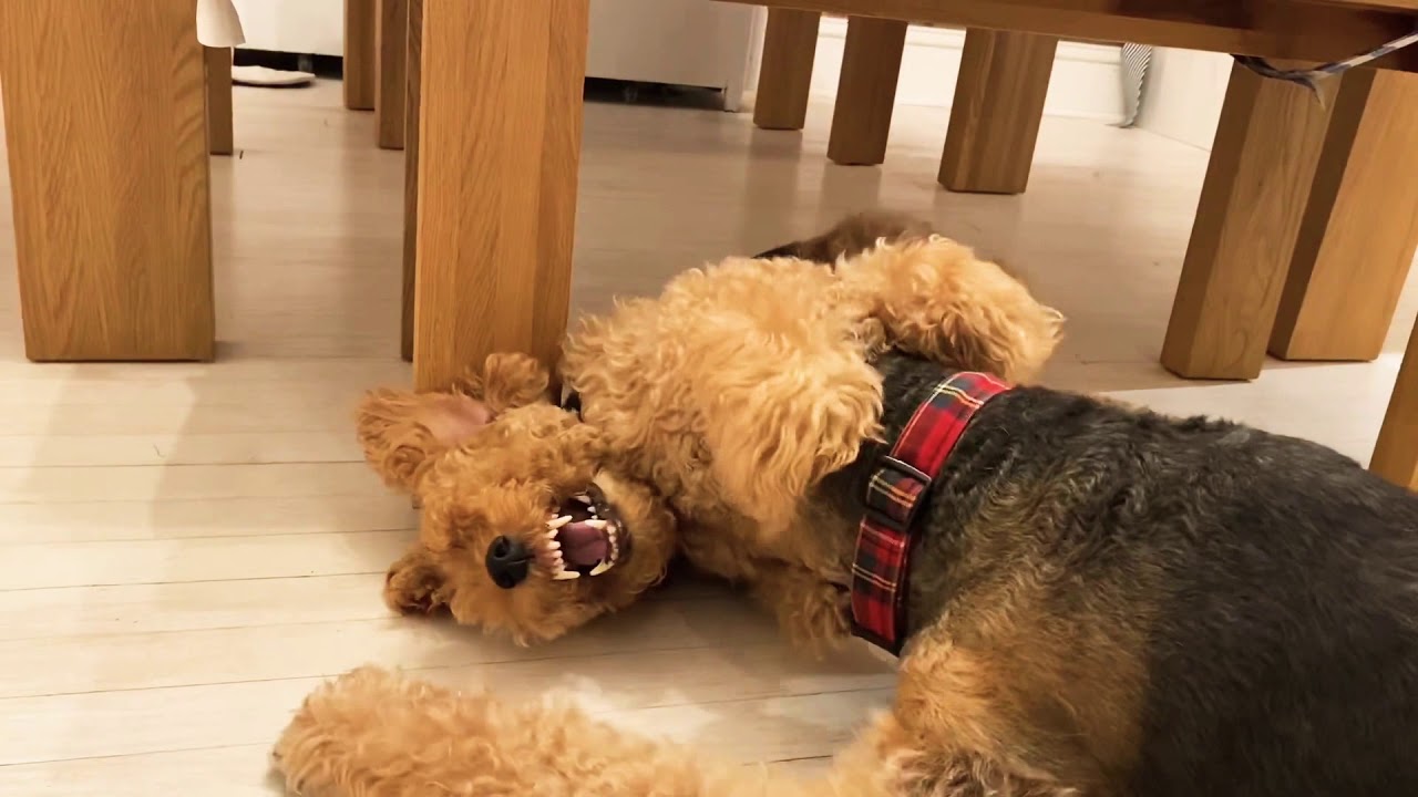 Two Terriers’ Brotherly love