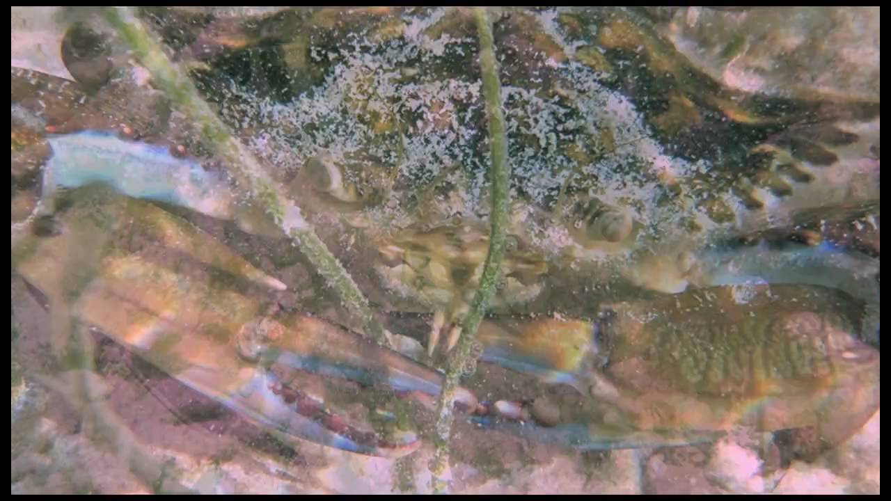 Belize Tranquility Bay Video Trip Report