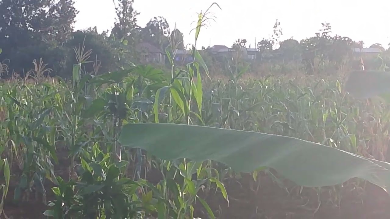 Ikikibanza mubona kiragurishwa 7500000 mbaza 250788897297
