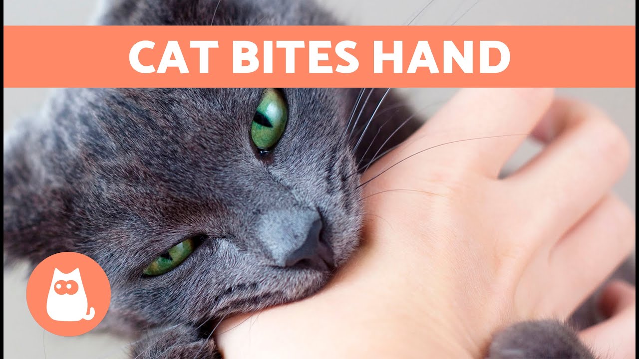Why Does My CAT Keep BITING My HANDS? 🐱✋🏻 (5 Reasons)