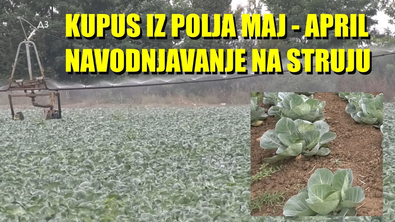 PROIZVODNJA KUPUSA - istina o navodnjavanju i KAKO DA GA IMATE PREKO SKORO CELE GODINE !?