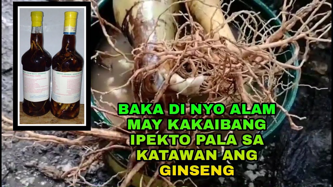 GINSENG IS KING OF HERBS | PAANO GUMAWA NG HERBAL WINE/ GINSENG