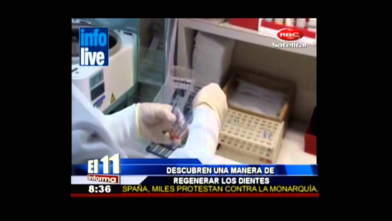 DESCUBREN UNA MANERA DE REGENERAR LOS DIENTES