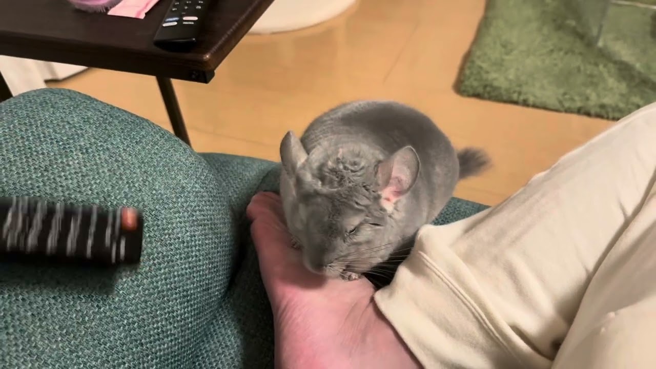 うちのチンチラ(ハク)