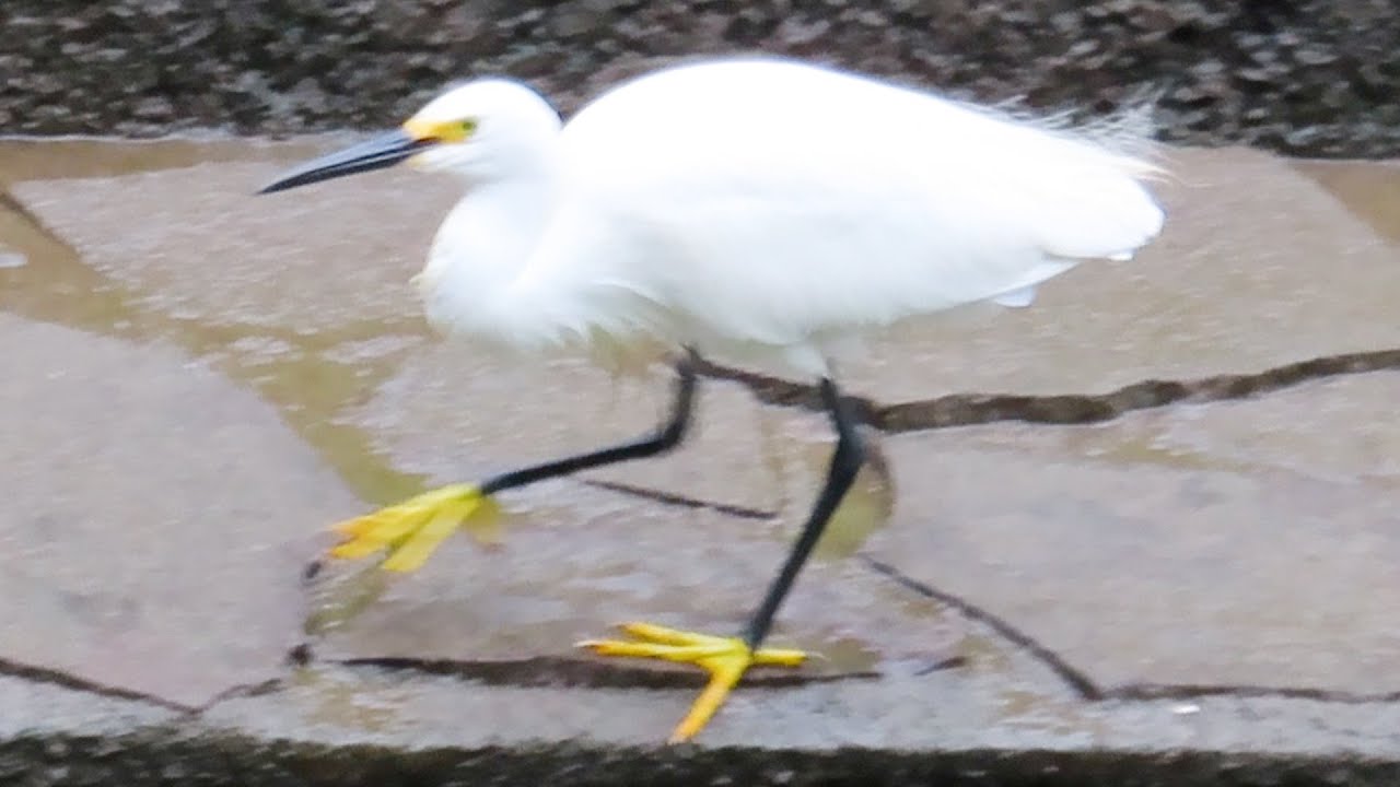 【爆速】コサギのマシンガンフィッシグ！　Machine gun fishing of White Egret.