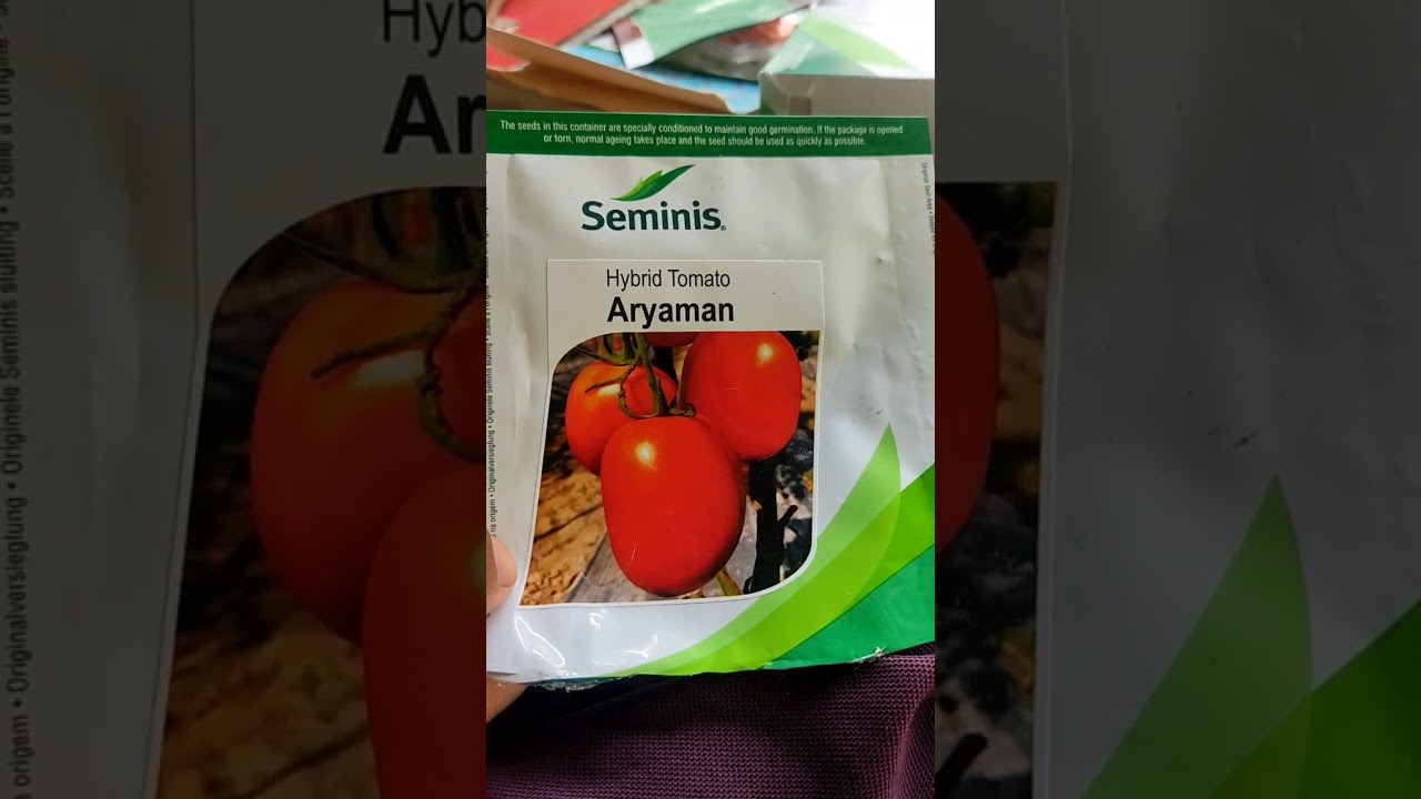 one of the best variety of tomato for rainy season...#tomato #rainingseason #tomatofarming