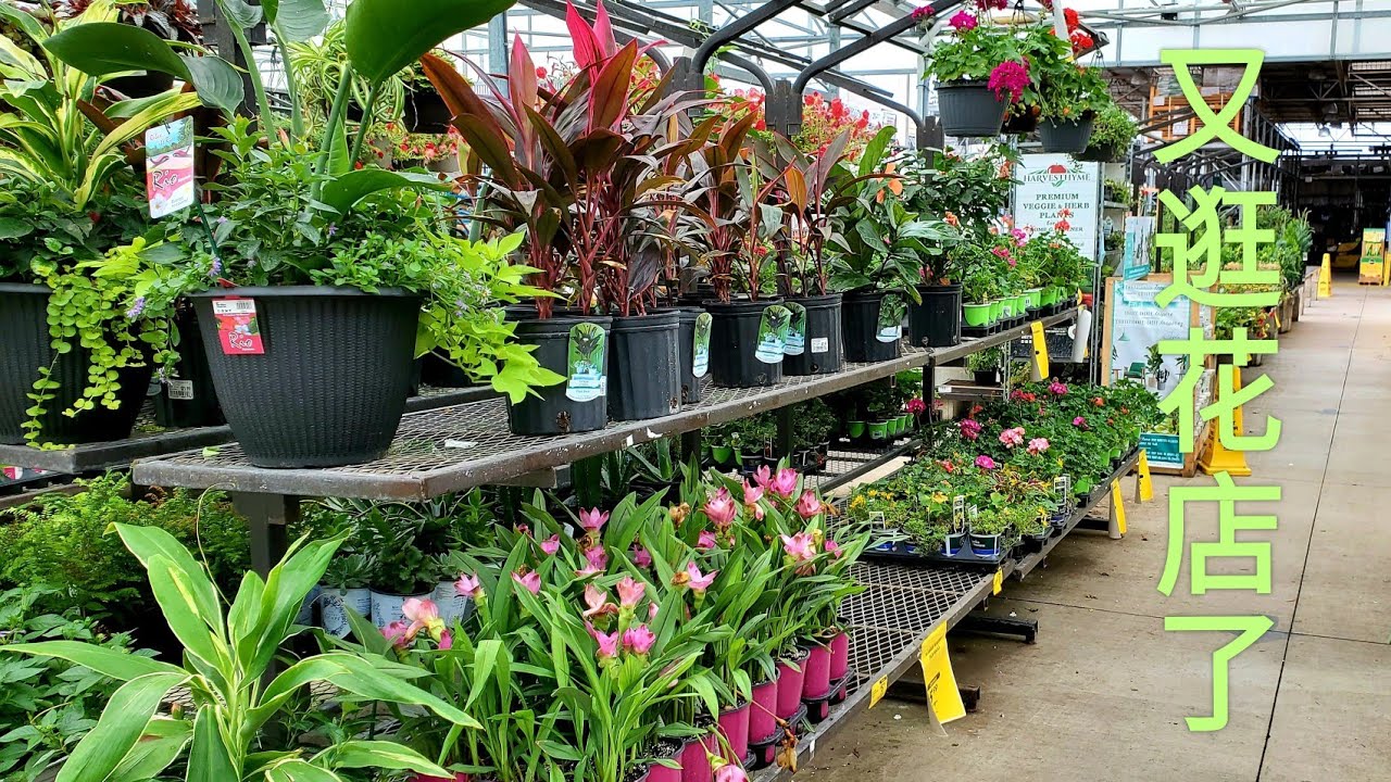 Sophie's Garden 又去逛了Lowe's，买了又便宜又美的植物
