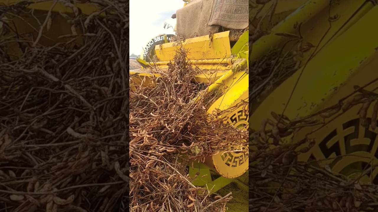 NVT Multicrop Thresher #thresher #threshervideos #threshermachine #soybeanfarming #farming
